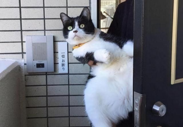 奶牛猫是什么品种，黑白猫跟奶牛猫怎么区分（都说别养奶牛猫）