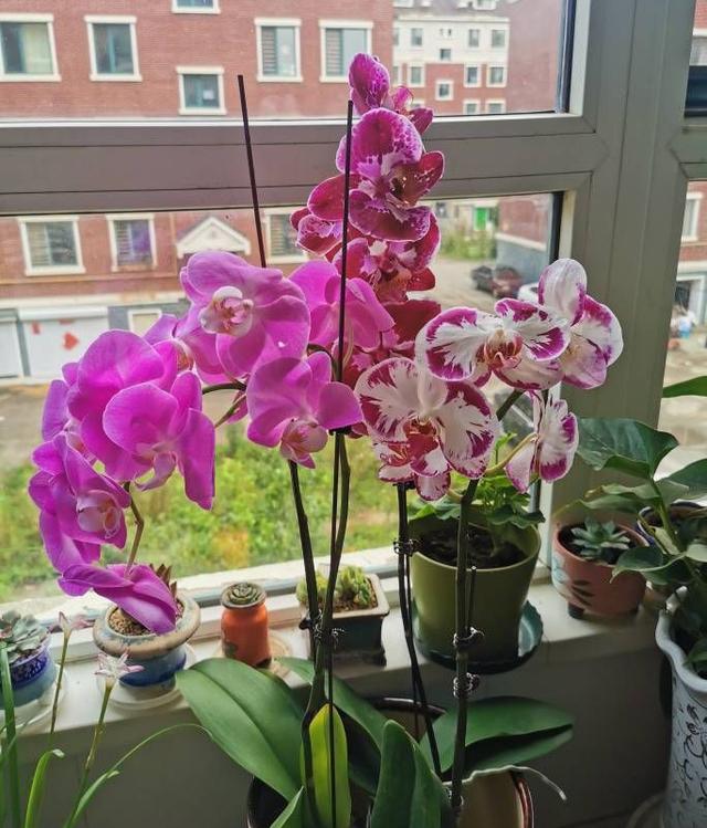 冬天开的花有哪些，冬天开的花有哪些花（5种“漂亮花”）