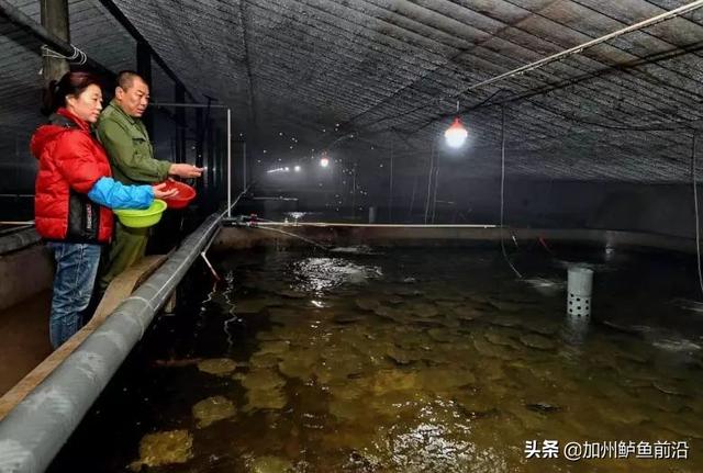 豆虫，大菱鲆腹水、肠炎、寄生虫病频发（豆虫的营养价值和功效）