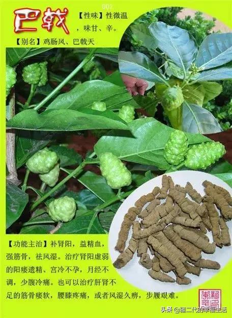 常见中草药图谱，中草药经典图谱（让你知道常用药都长啥样）