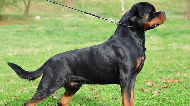 世界十大名犬排行榜，世界十大名犬排行榜中国（盘点世界上最强大的10种狗）