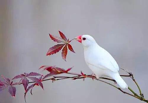 玉鸟都有什么品种,玉鸟有几个品种(金丝雀鸟~羽色和鸣叫兼优的笼养观赏鸟) 玉鸟都有什么品种,玉鸟有几个品种(金丝雀鸟~羽色和鸣叫兼优的笼养观赏鸟)