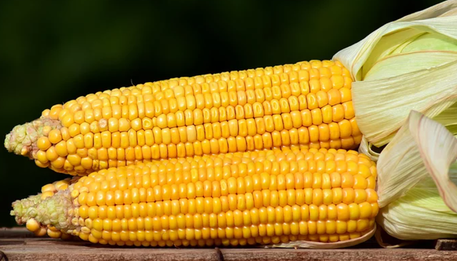 什么是老玉米，什么是老玉米种子（老玉米、甜玉米、糯玉米、黄玉米、白玉米、紫玉米）