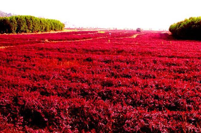 红花继木，红花檵木～娇颜耀芳丛（红花继木）
