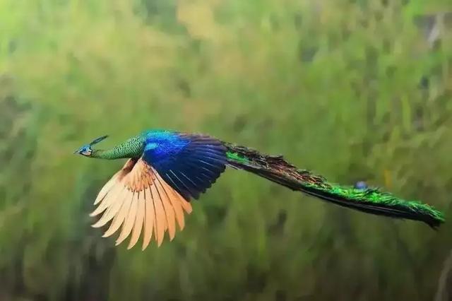 印度的国鸟是什么，印度的国鸟是什么鸟（它是凤凰的原型，如今濒临灭绝）