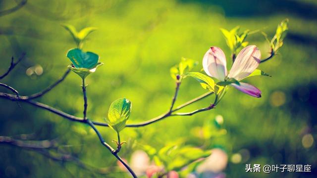 怎么追天蝎座女生，追天蝎女成功率最高的方法（撩他们只需要三句话）
