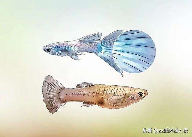 孔雀鱼公母分辨图，孔雀鱼怎么分公母（分辨孔雀鱼的雌雄）
