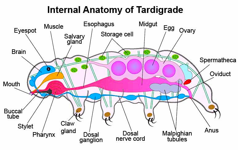 但这并不表示水熊虫不呼吸,它们在身体表面有一层水膜保持身体湿润
