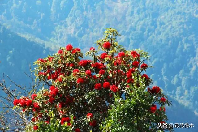 关于马缨杜鹃花，马缨杜鹃花下山桩（马缨杜鹃花的鉴赏以及栽培养护）