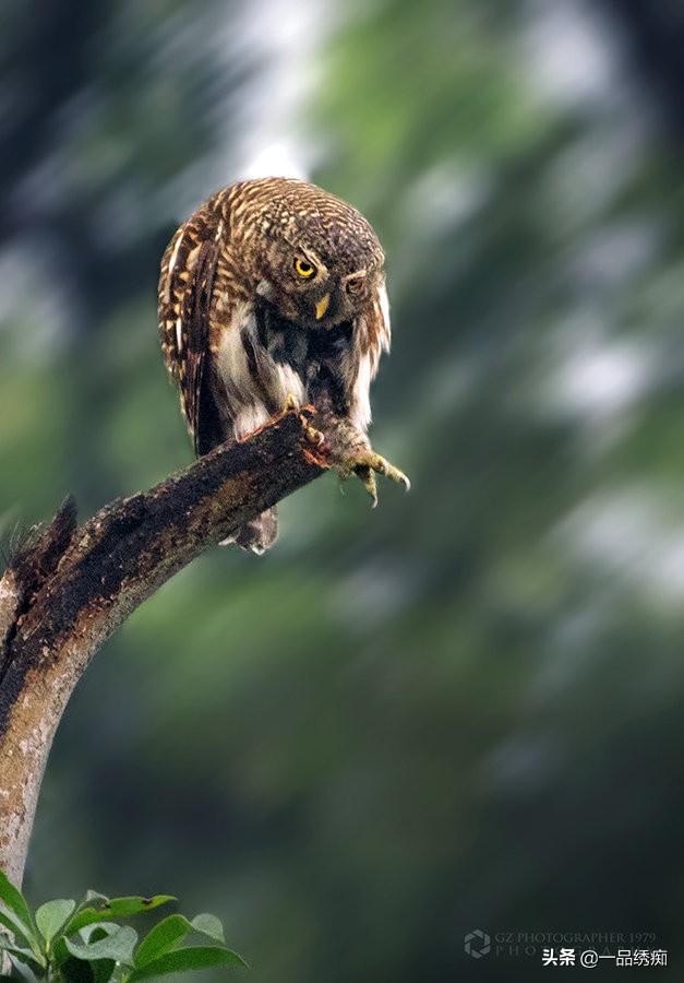 一个东一个鸟怎么读，一个东一个鸟怎么念（见过好多鸟名生僻字）