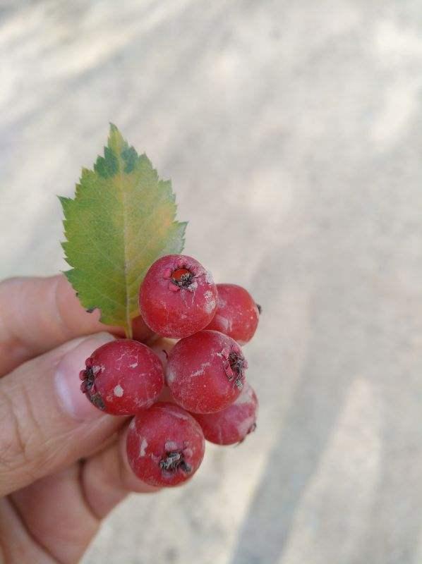 新鲜山楂的吃法，新鲜山楂的吃法和禁忌（山楂还可以这样吃）