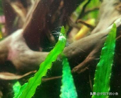 刚毛藻怎么除，刚毛藻如何去除（7种藻和去除方法）