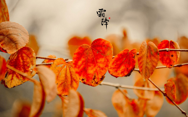 关于霜降的诗句 古代诗人写霜降的诗词，关于霜降的诗句（欣赏最后秋天的美景）