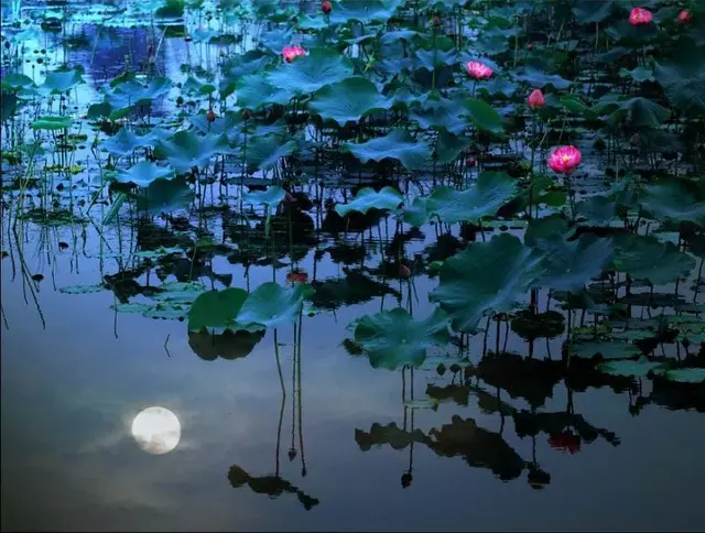 荷塘月色的作者，荷塘月色的作者是谁（著名演员严晓频朗诵《荷塘月色》）