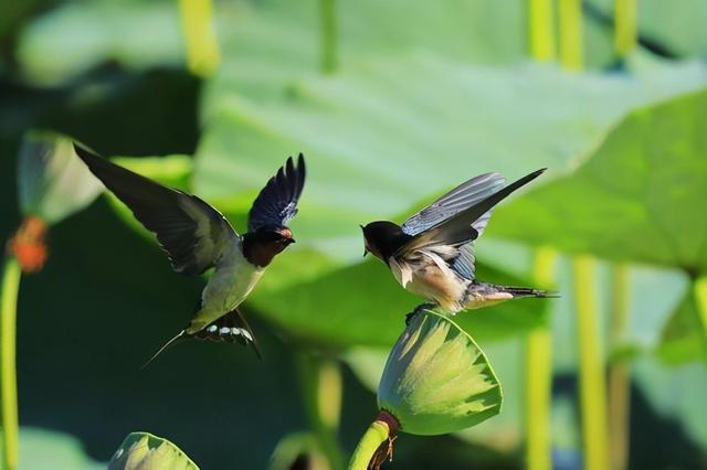 燕子的资料，燕子为什么要辛苦捕食昆虫