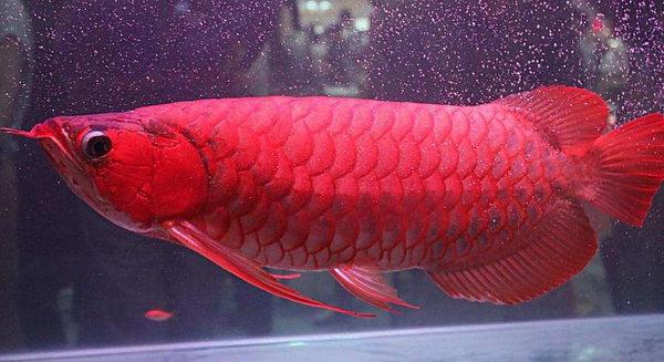 十大名贵观赏鱼，最漂亮的中型观赏鱼（地球上10大风水鱼）