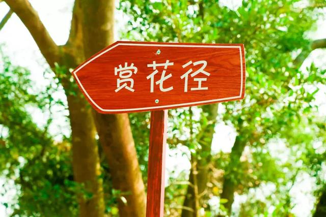 野生吊钟花什么时候开花，吊钟花结果吗（鲜艳的春节红已提早报春）