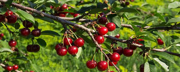 樱桃树怎么种，桃树哪里有卖（樱桃种植条件）