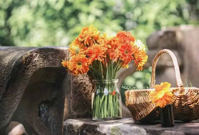 棉花花语，白色木棉花花语（这些常见的花语一次性“打包”送给你）