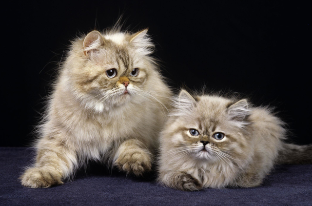 波斯猫图片，物种百科：波斯猫（波斯猫图片真实）