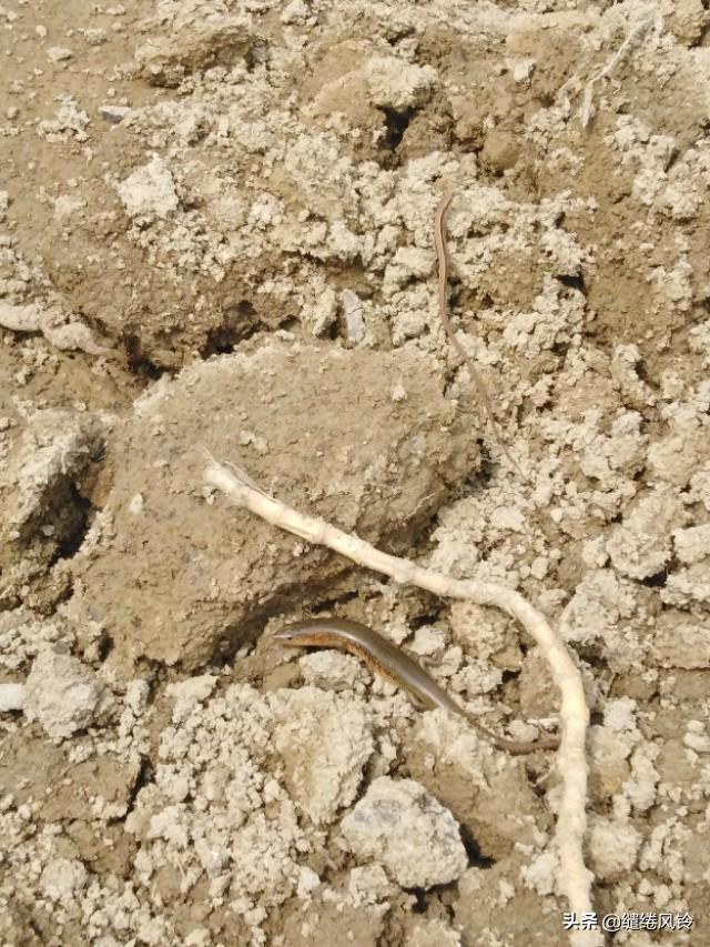 中华石龙子有毒吗，中华石子龙蛇有毒吗（邂逅两条可爱的四脚蛇）