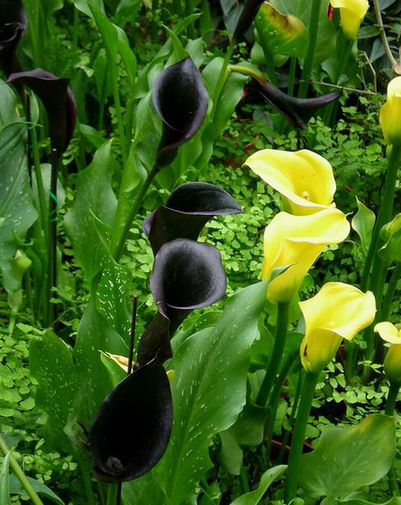 酱紫色是什么颜色，紫酱红是什么颜色（10种罕见的黑色花）