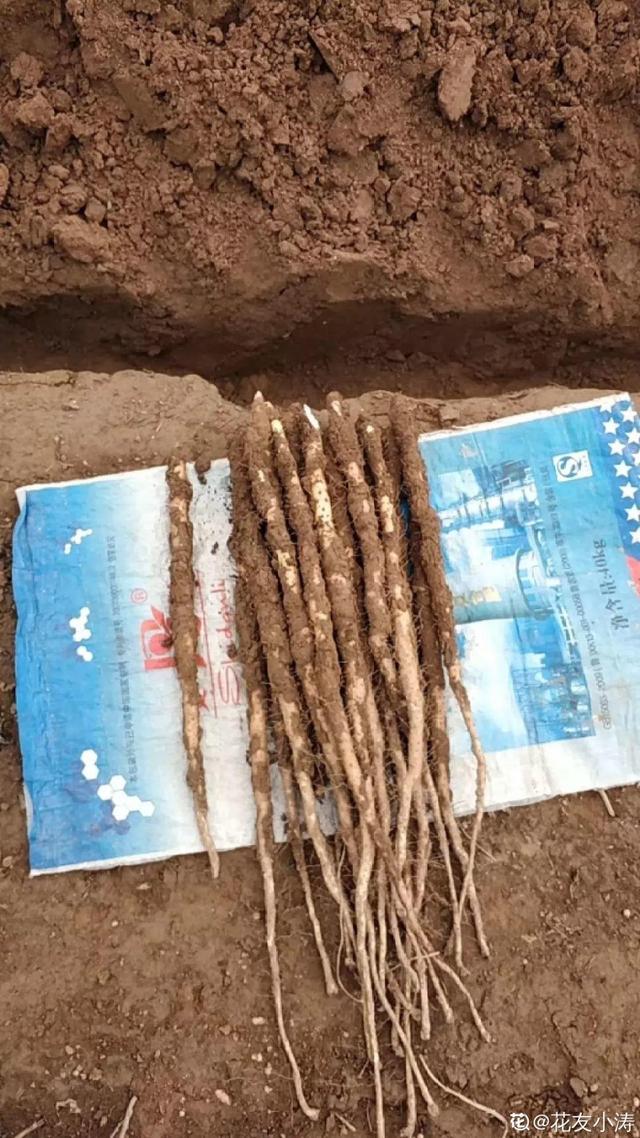 平菇种植最简单方法，平菇种植最简单的方法（喷喷水就能长）