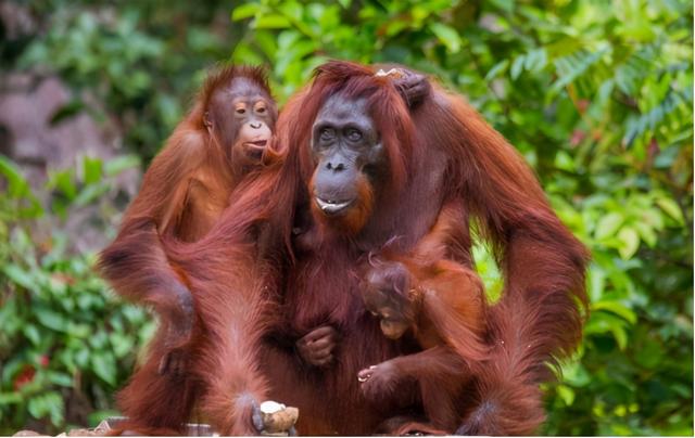 最像人类的动物，大猩猩最像人类的物种（第一个即将灭绝的类人猿）