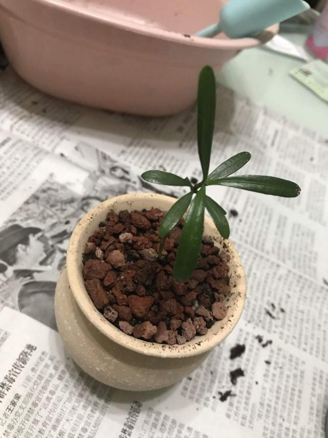 罗汉松是什么，细节不能忽视，注意这8点