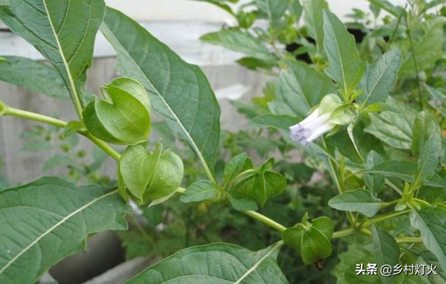 冰粉是什么，冰粉是什么做的对人体有害吗（就是四川人夏天快乐的来源）