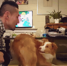 边境牧羊犬智商，边境牧羊犬智商高吗（“智商界老大”边境牧羊犬）
