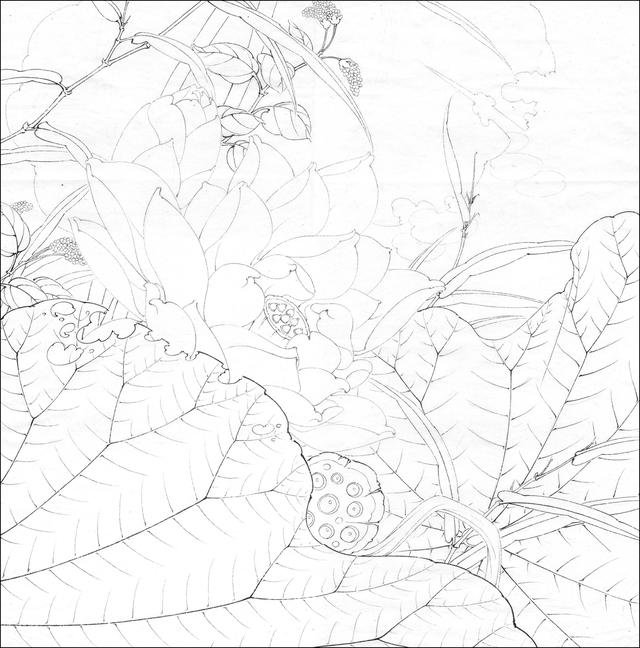工笔荷花白描，高清工笔荷花白描 110幅