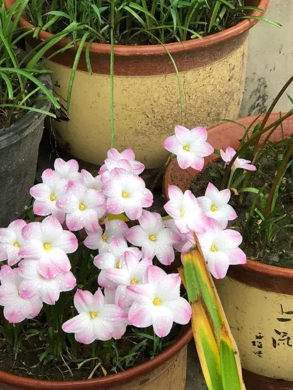洋葱长芽了会开花吗，洋葱长芽了会开花吗有毒吗（阳台种点“大葱”）