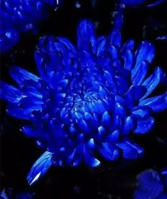 蓝色的菊花