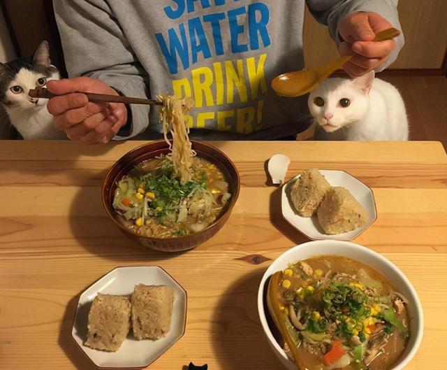 怎么养猫需要注意什么，找猫很灵的方法（饲养猫咪的5大禁忌）