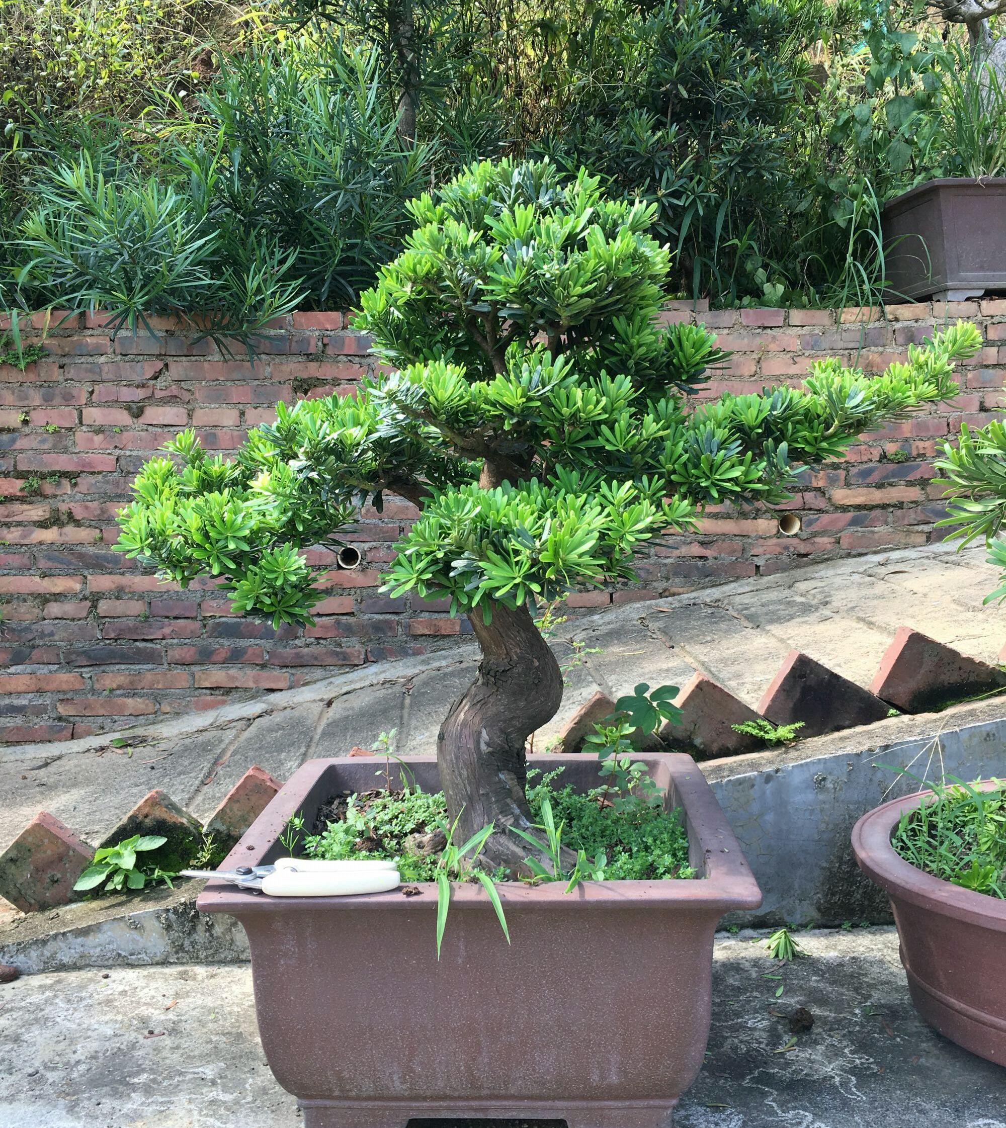 罗汉松叶子发黄干枯是什么原因，罗汉松叶子发黄干枯还能活吗（罗汉松盆景的松针叶子发黄了怎么回事）