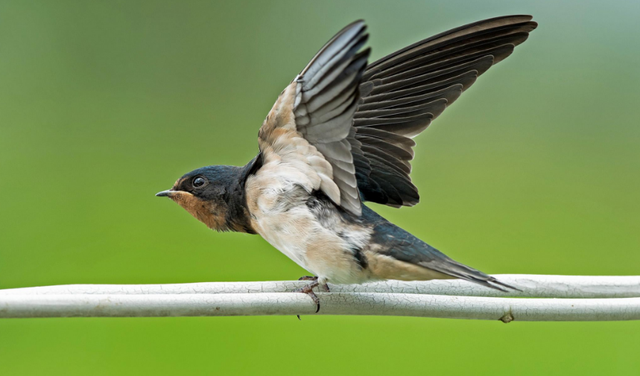 燕子进屋来有什么兆头，燕子在家搭窝预示三件事发生（燕子来家筑巢是好兆头）