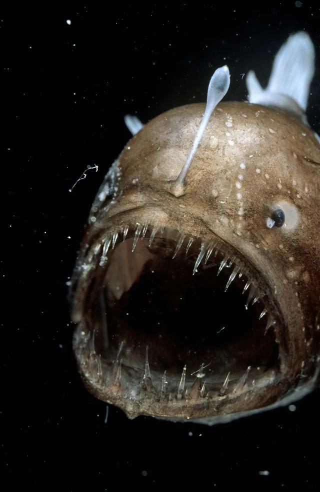 兔子假死多久恢复，兔子死后处理方式（扒一扒动物界的行骗手段）