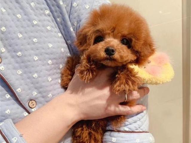 杯子狗（杯子狗寿命，爱狗狗则不应该养茶杯（杯子狗寿命多长）