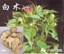 白牛胆的功效与作用，白牛胆的功效与作用禁忌（中药图片大全与功效）