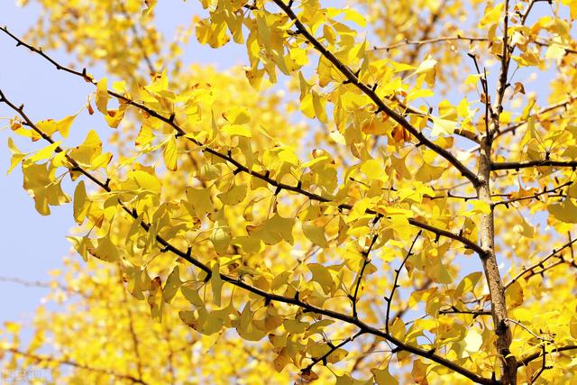 浅陌是什么意思，深陌是什么意思（跌落岁月故纸的信笺）