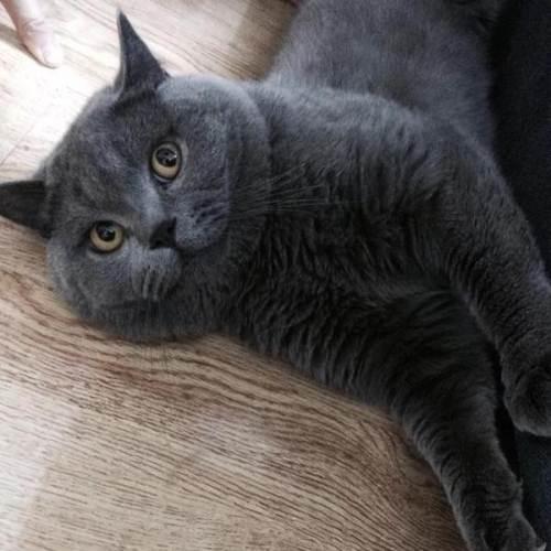 母猫会发腮吗，公猫会发腮吗（想养大圆脸猫咪的铲屎官）