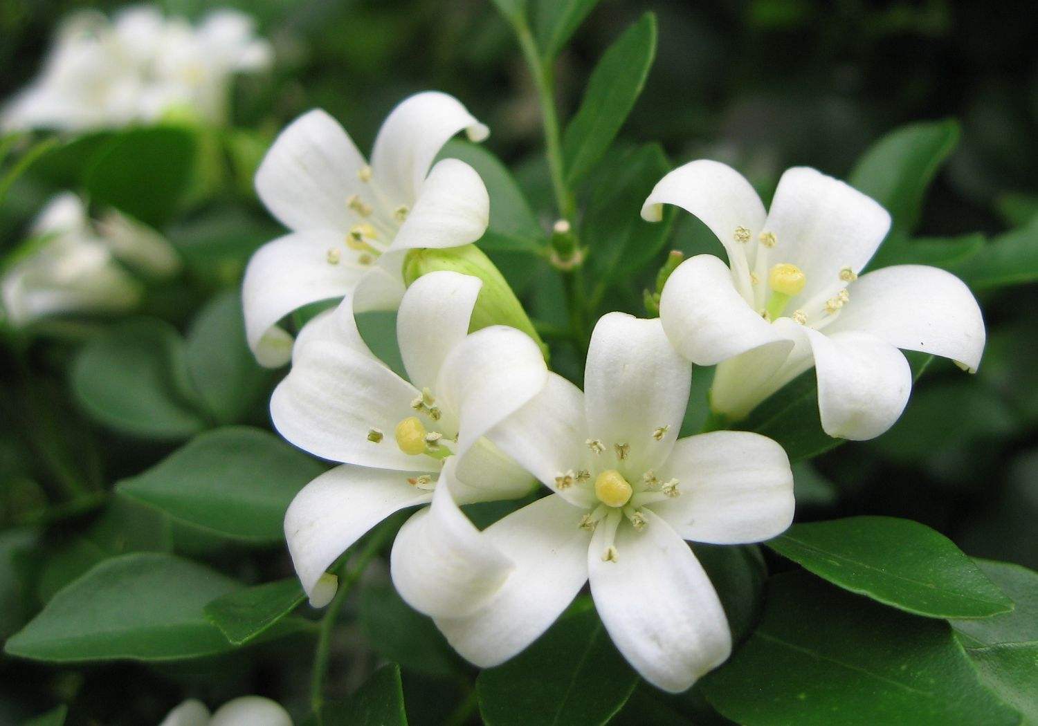 九里香花的香味(简单好养,九里之外还能闻到香气!) 