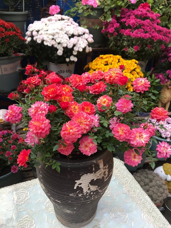 颜值高花期长的月季，七种优秀盆栽月季