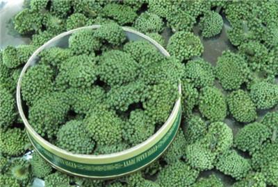 三七种植方法，盆栽三七图片（家种三七的种植方法、病虫害防治及优质丰产栽培技术）