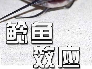 鲶鱼效应解析：激发团队活力与竞争的管理智慧