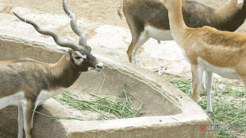 动物园都有什么，北京动物园都有什么（你只看到它们辛勤的玩耍）