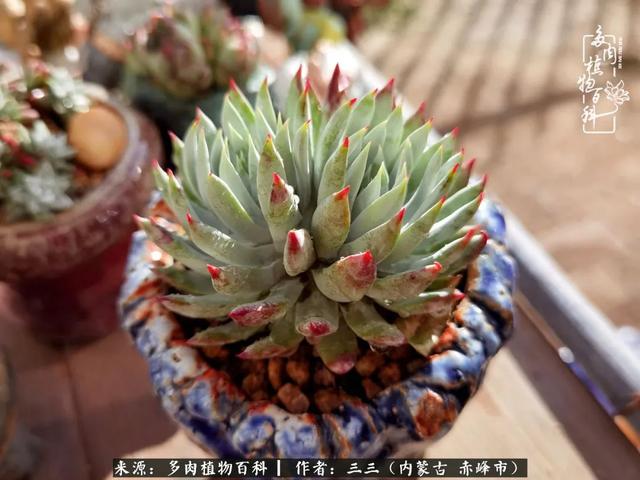 雪候鸟是什么意思，雪候鸟歌词表达什么意思（多肉于我从来不是锦上添花）