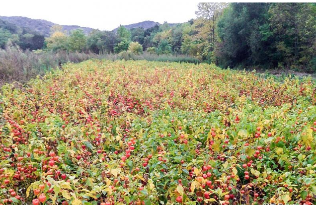 有一种野果叫珍珠果，人称“吉祥果”