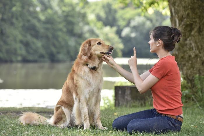 训犬师（辟谣）